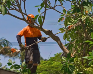 Expert Tree Removal Service: Your Trusted Tree Care Partner