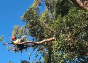 expert tree removal
