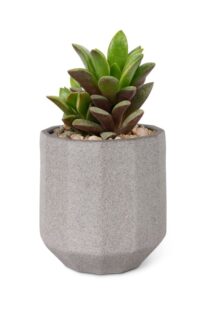 succulent plant mockup small gray pot 1 1 1