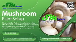 Mushroom Plant Setup image