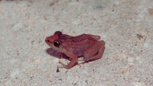 greenhouse frog