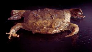 common surinam toad