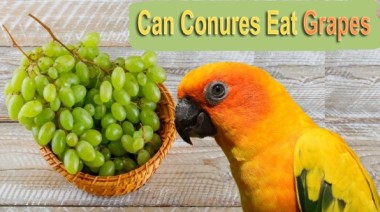 Can conures eat grapes