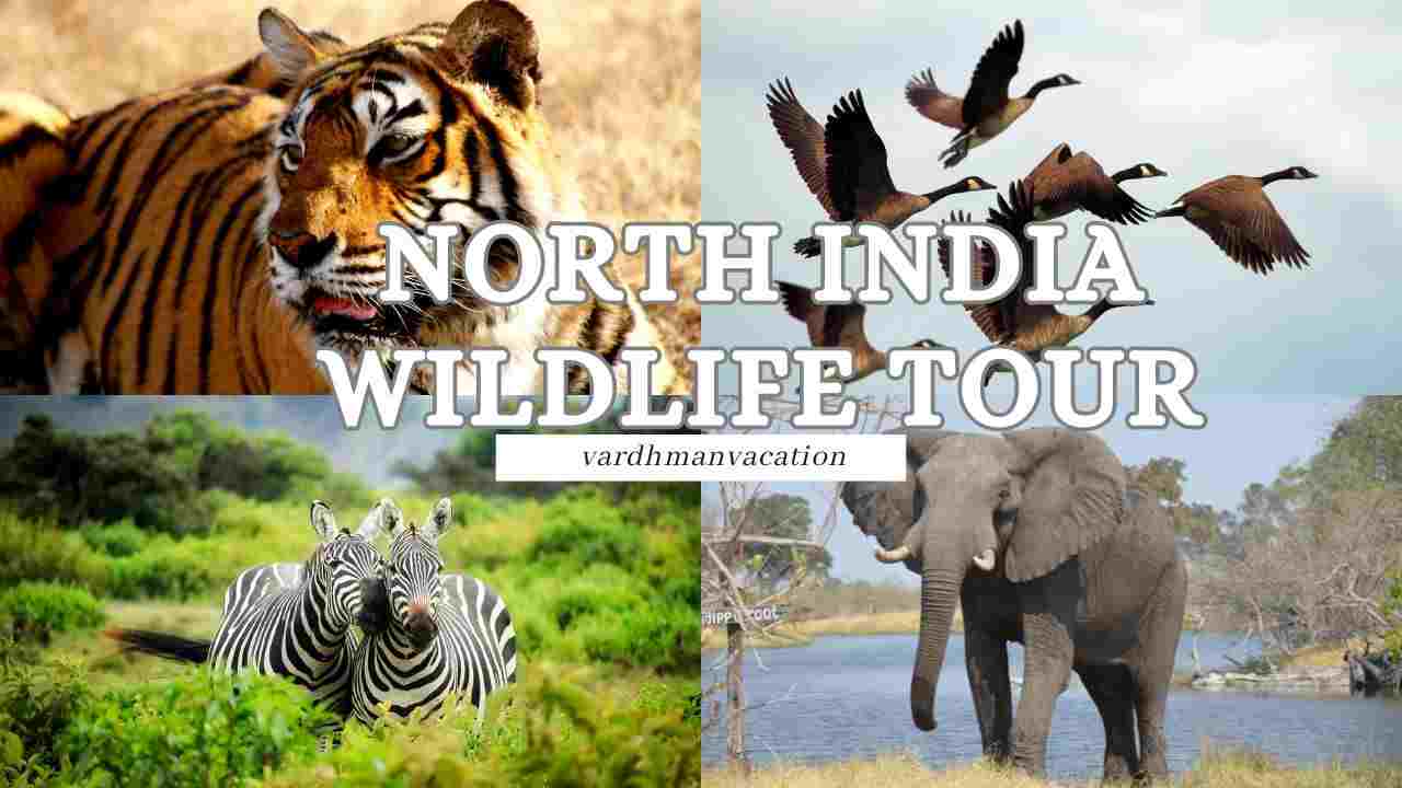 North India Wildlife Tour: Top Destinations for an Unforgettable Safari Adventure