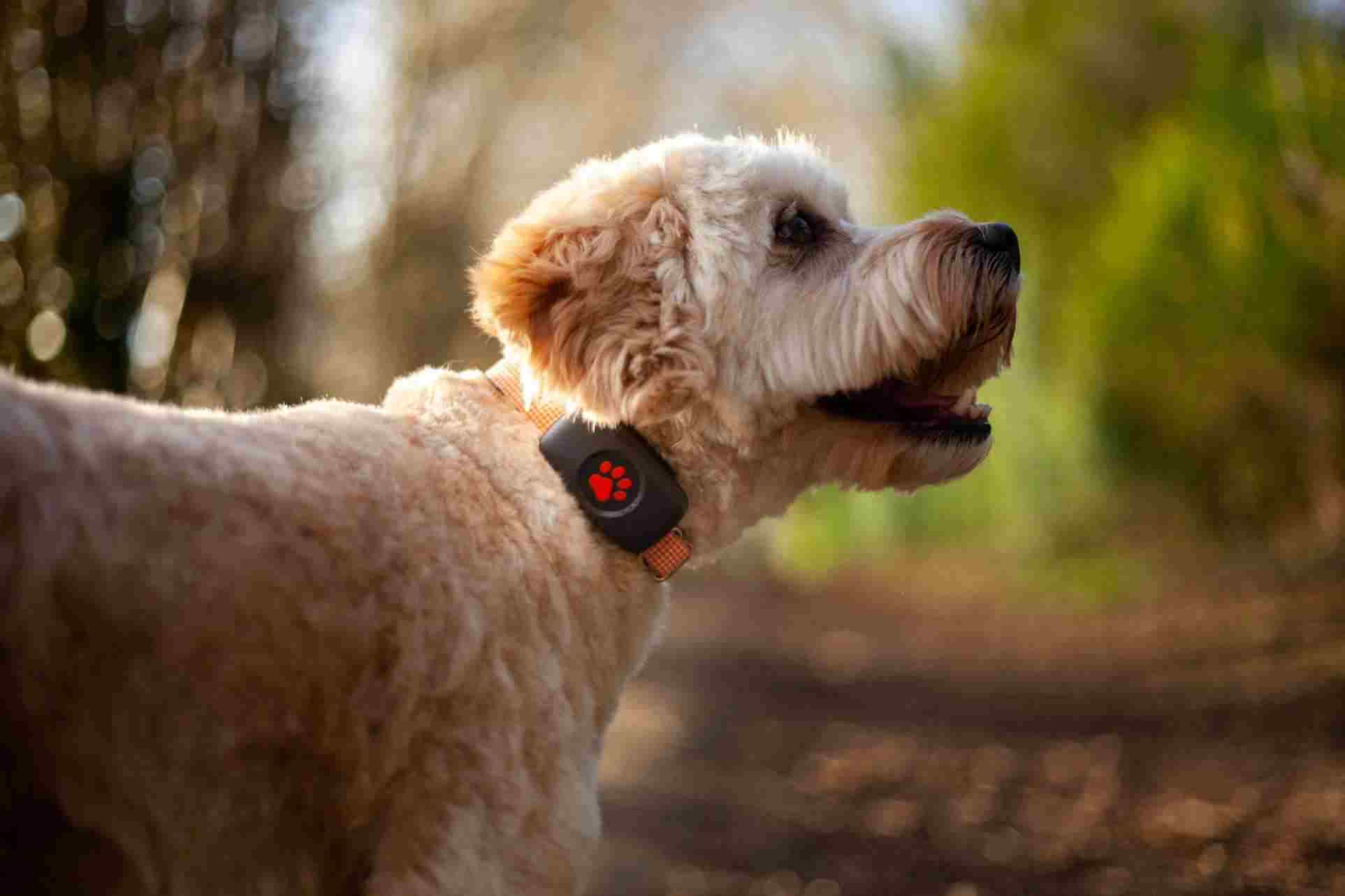 GPS microchip for dogs