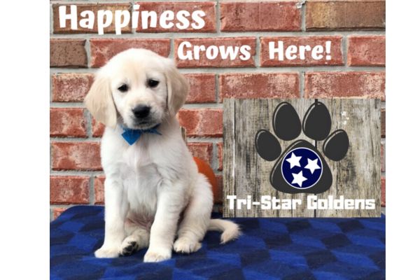 Golden Retriever Puppies for sale