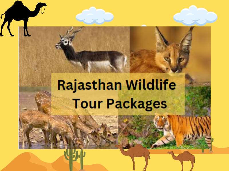 Rajasthan Wildlife Tour