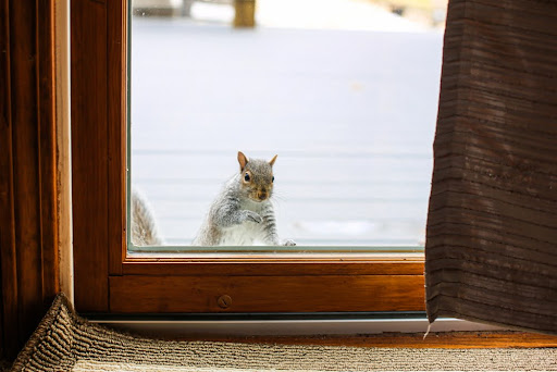 squirrel removal