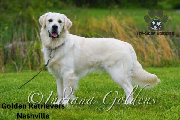 Golden Retrievers Nashville