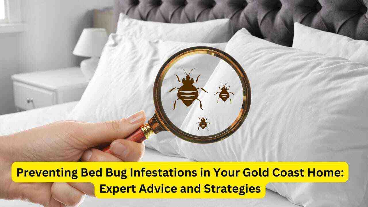 Bed Bug Pest Control