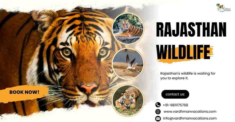 Rajasthan Wildlife