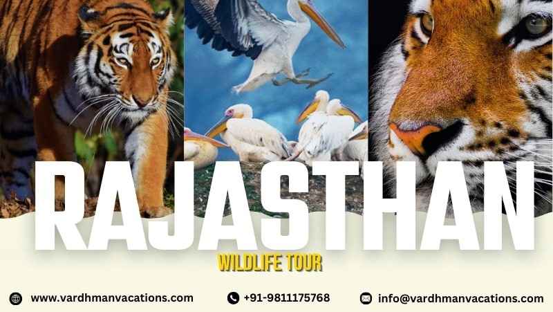 Rajasthan wildlife