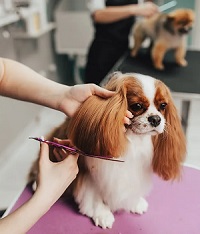 Puppy Grooming