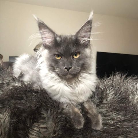 Maine Coon Kittens For Sale In Minnesota