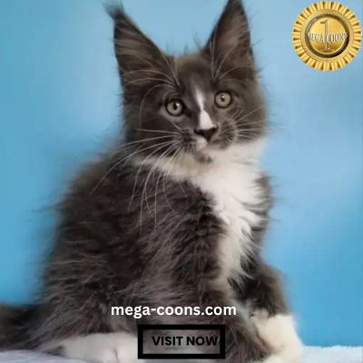 Maine Coon Kittens For Sale In Michigan