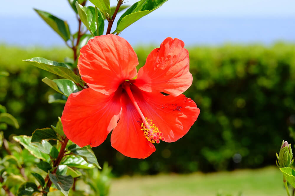 hibiscus