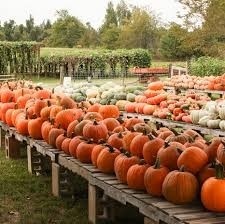 pumpkin farm near me