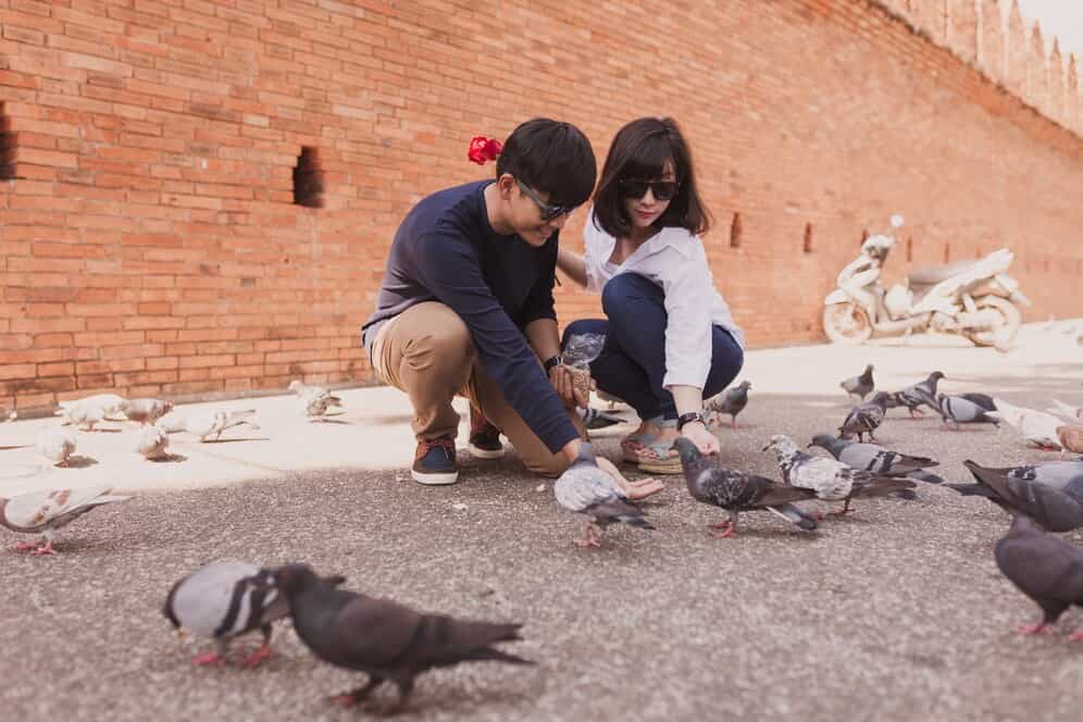 Bird Control Brisbane-min