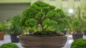 bonsai gifting planting