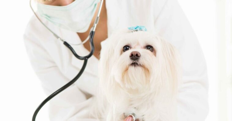 at the veterinary 2024 10 18 17 42 55 utc 1010x615 1