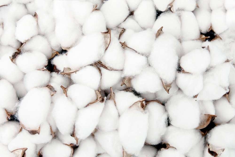 cotton price