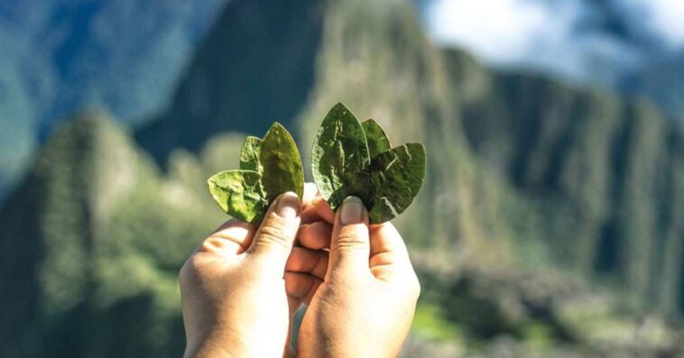 inca medicine