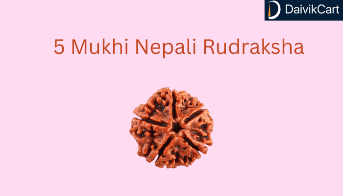 5 Mukhi Nepali Rudraksha Benefits And How to Wear It