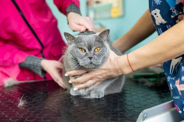 Pet Grooming san diego