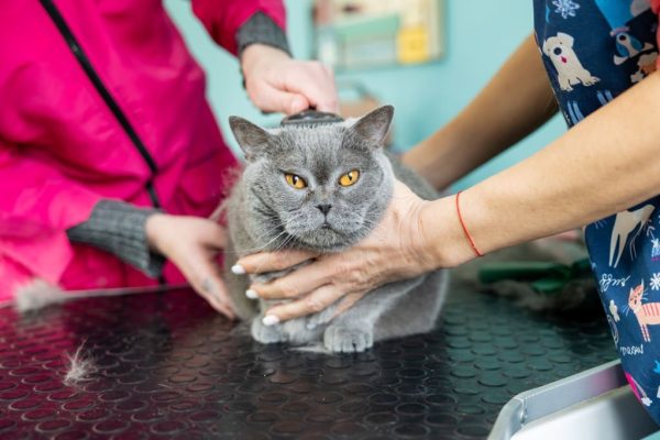 Why Pet Grooming in San Diego Is More Then
