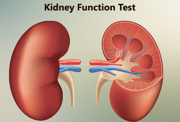 Kidney Function Test: Health Check You Shouldn’t Skip