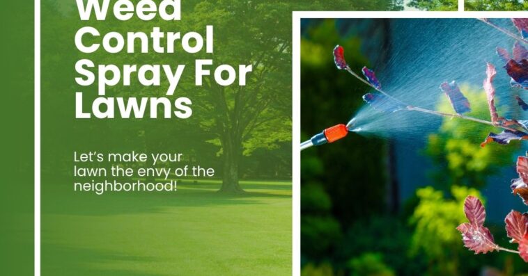 Lawn Fertilizer Weed Control Experts Near You