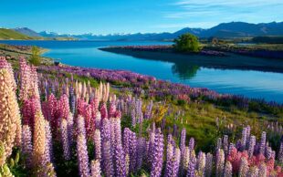 New Zealand travel 1