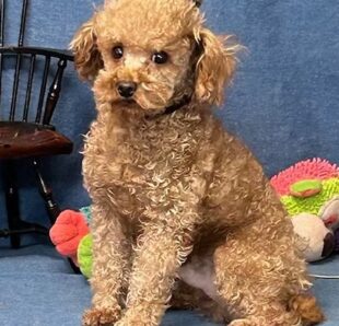 Teacup Poodles for Sale in Texas Small in Size Big in Love