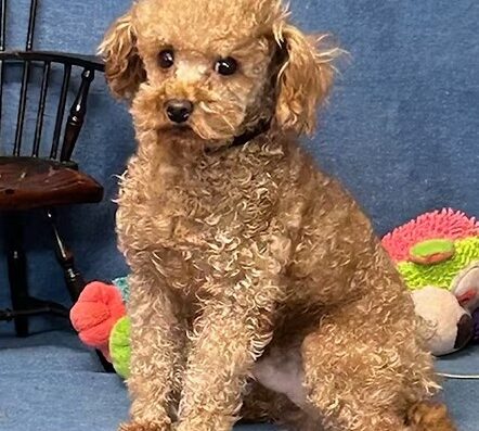 Teacup Poodles for Sale in Texas Small in Size Big in Love