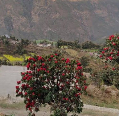 Spring in Uttarakhand:  Journey in Rhododendron Forests