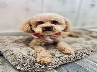 dog 320.240