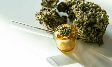 Explore High THCa Strains at HMP Botanicals Today 1 i 94 1