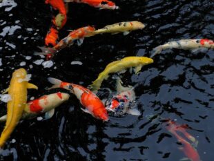 japan koi mix 860x646 1
