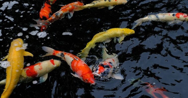 japan koi mix 860x646 1