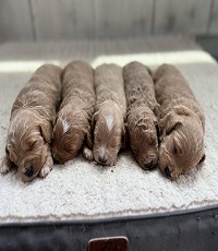 Co-Parenting? Try a Mini Goldendoodle Instead!