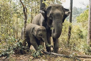 kaziranga national park booking
