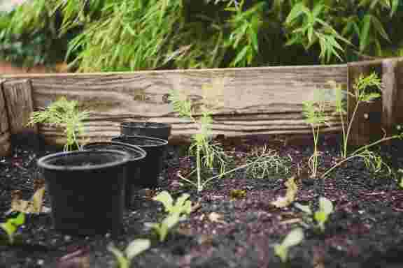 soil