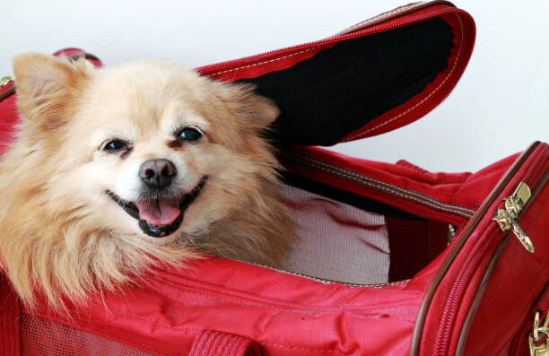 puppy car carrier