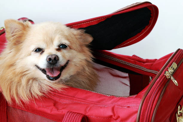 Choosing Perfect Puppy Car Carrier  Comfortable Travel