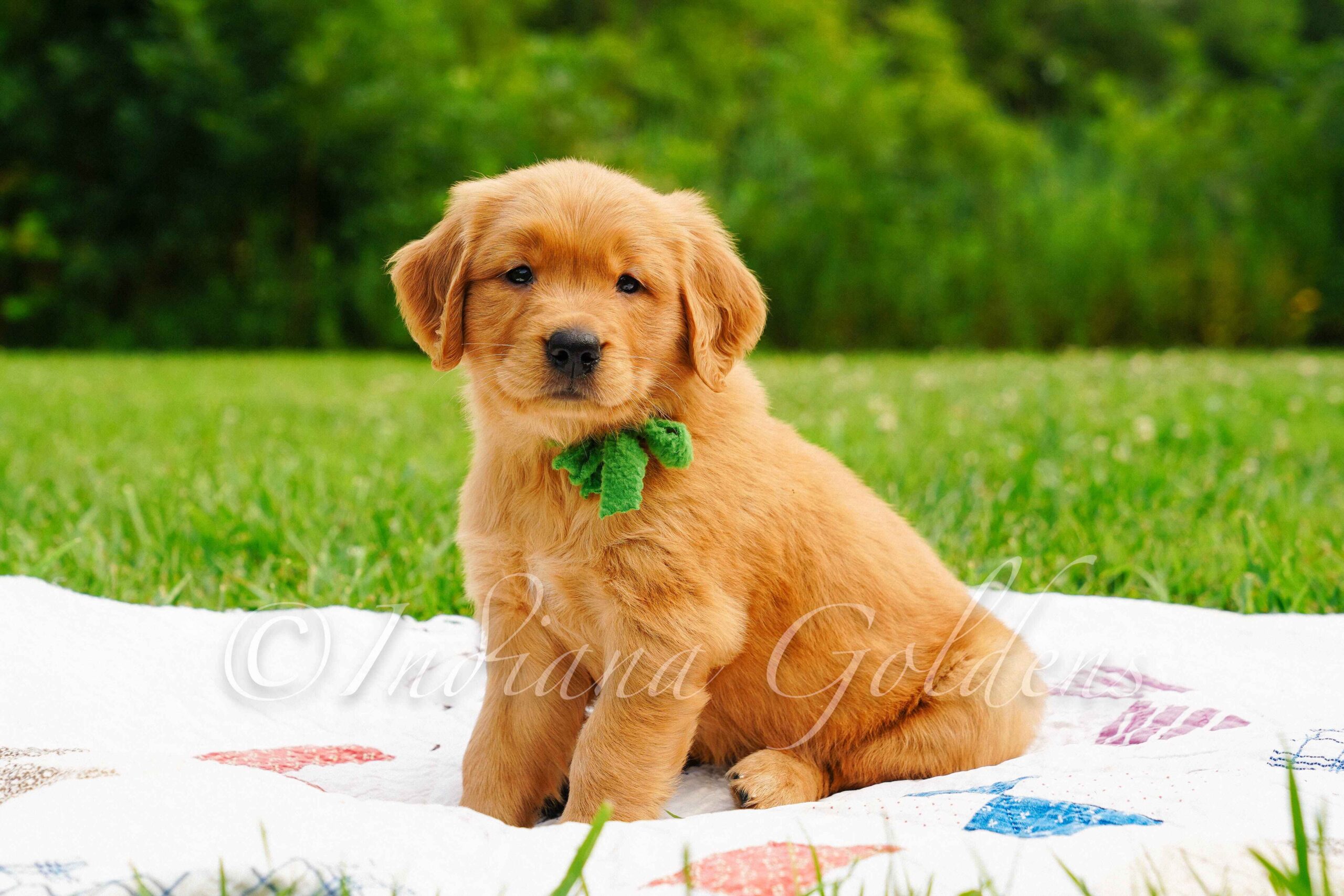 English Golden Retriever: The Perfect Family Companion 1 DSC05161 scaled