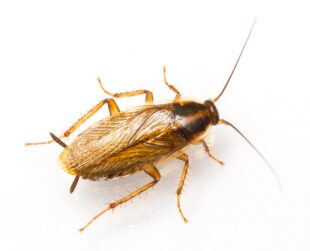 Kakkerlak min.jpg