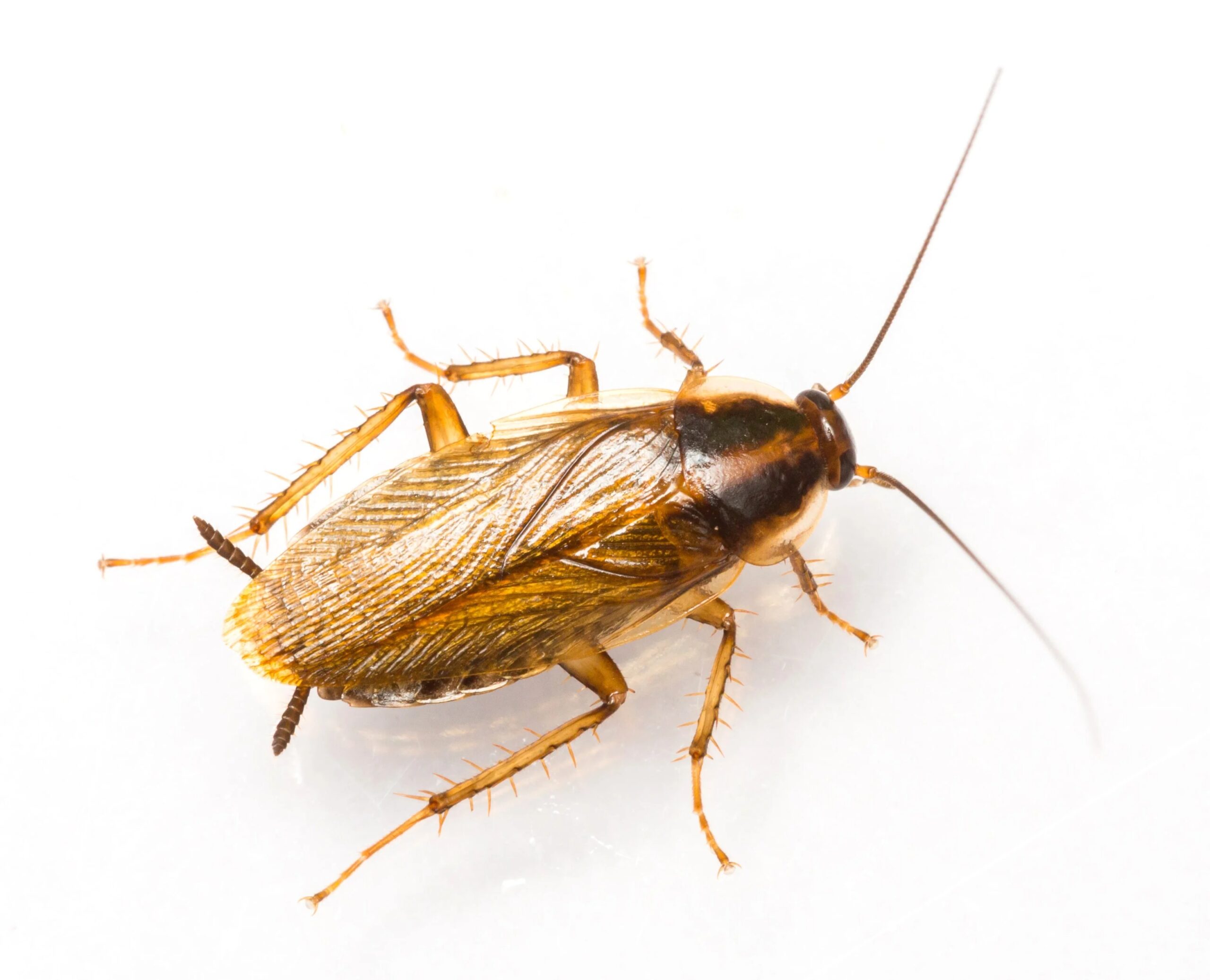 Kakkerlak min.jpg scaled