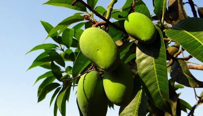 Mango Leaves for Sexual Health and CPK Support