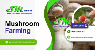 Mushroom Farming post 1 1