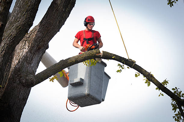 Safe & Expert Tree Removal in Birmingham MI